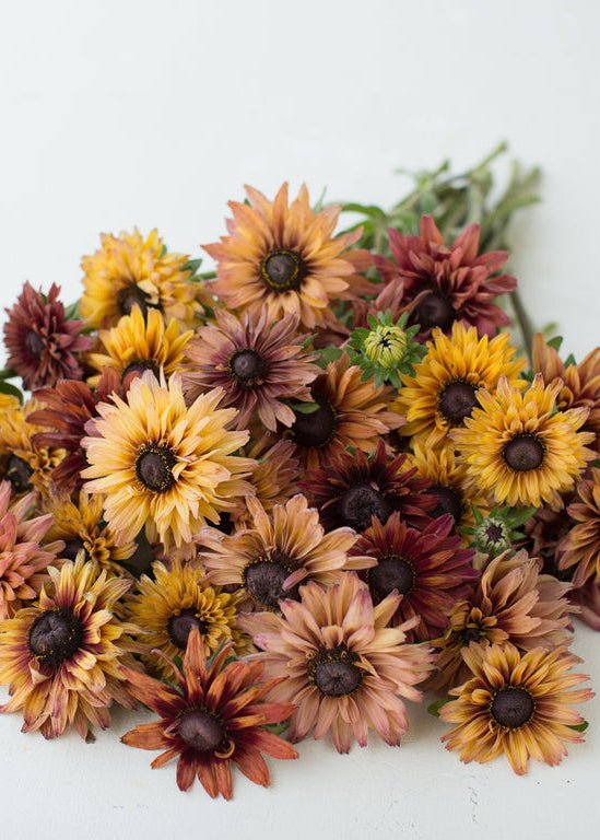 Black - eyed Susan ‘Sahara’ - Clementine Home Floral Gift