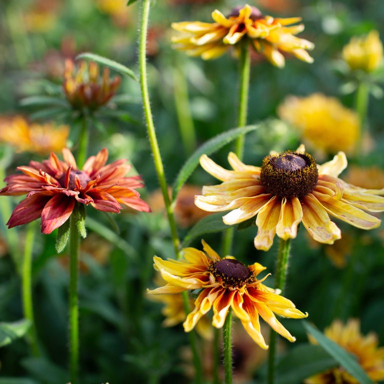 Black - eyed Susan ‘Sahara’ - Clementine Home Floral Gift