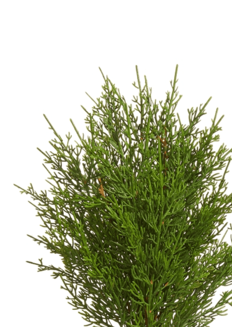 Cedar Pick - Clementine Home Floral Gift