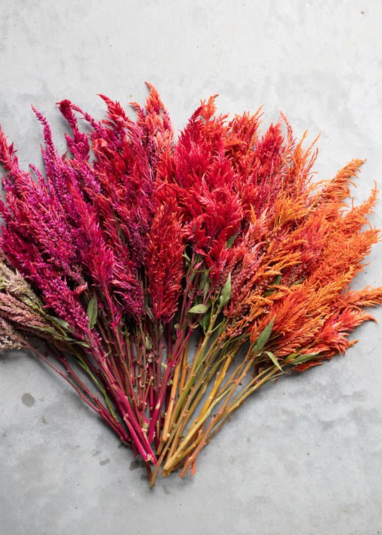 Celosia ‘Autumn Blaze’ - Clementine Home Floral Gift