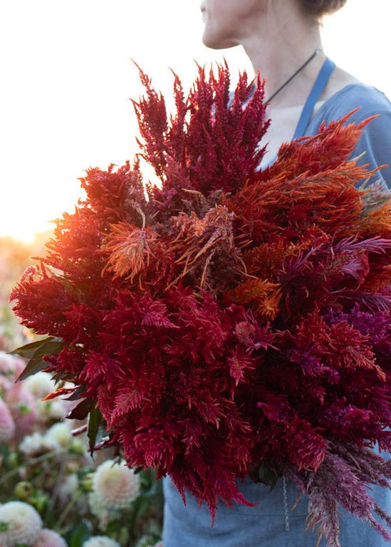 Celosia ‘Autumn Blaze’ - Clementine Home Floral Gift