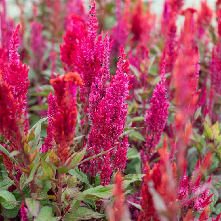 Celosia ‘Autumn Blaze’ - Clementine Home Floral Gift