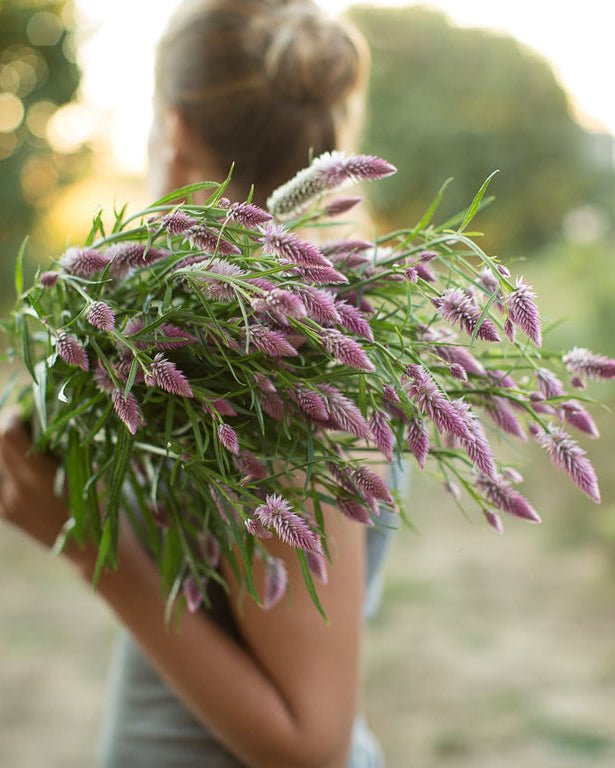 Celosia ‘Flamingo Feather’ - Clementine Home Floral Gift