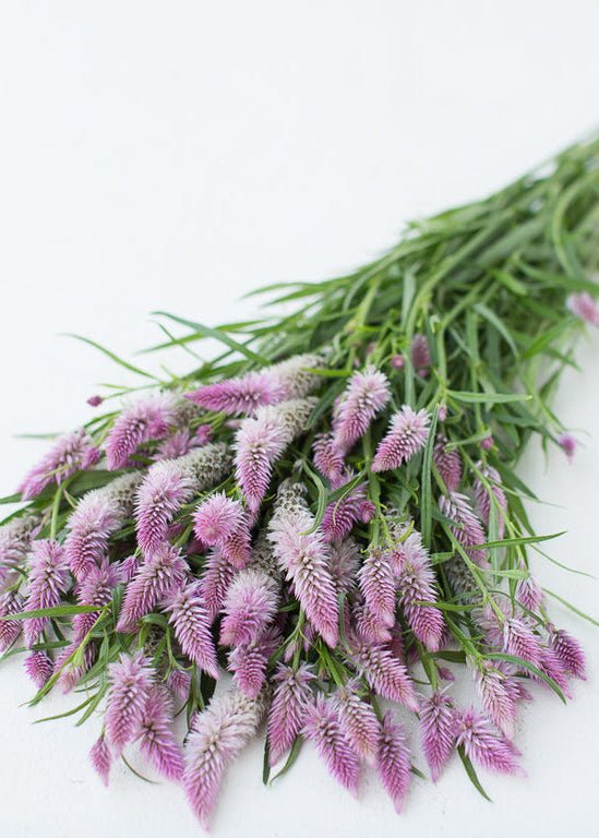 Celosia ‘Flamingo Feather’ - Clementine Home Floral Gift
