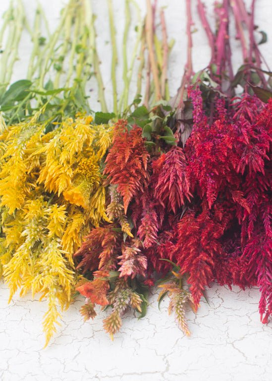 Celosia ‘Pampas Plume Mix’ - Clementine Home Floral Gift