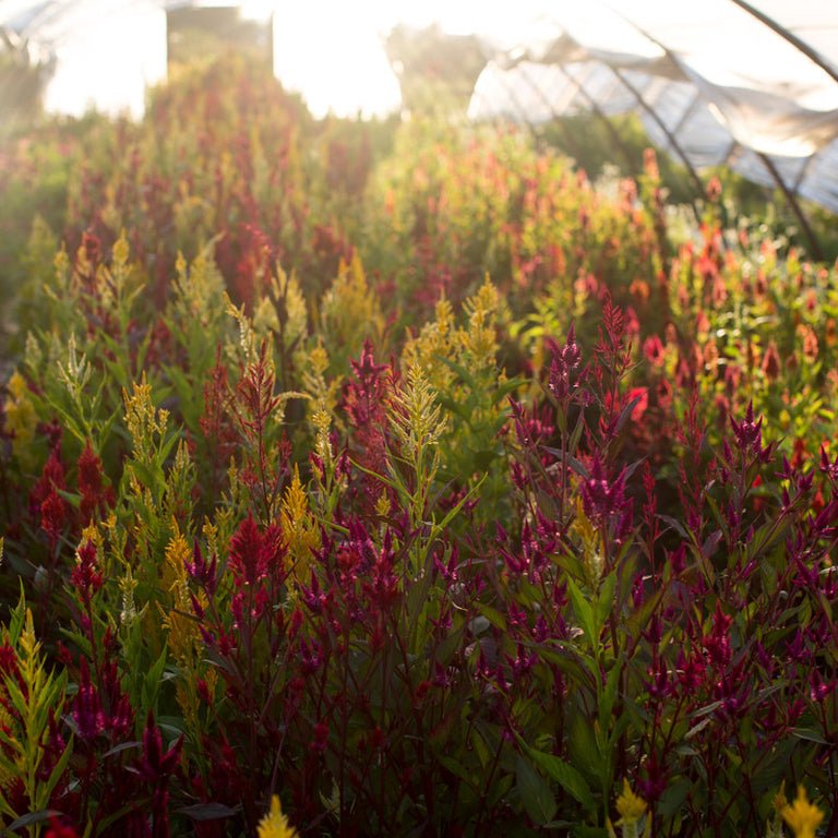 Celosia ‘Pampas Plume Mix’ - Clementine Home Floral Gift