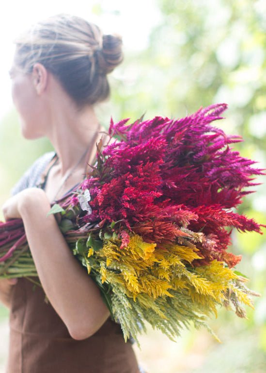 Celosia ‘Pampas Plume Mix’ - Clementine Home Floral Gift