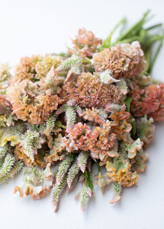 Celosia ‘Pink Champagne’ - Clementine Home Floral Gift