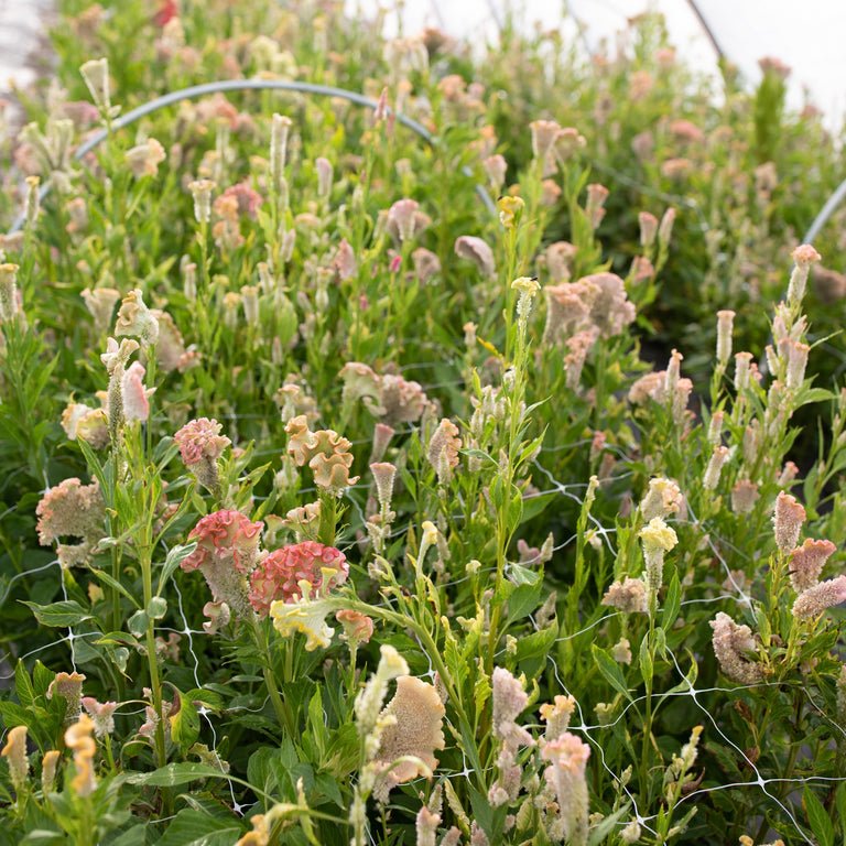 Celosia ‘Pink Champagne’ - Clementine Home Floral Gift