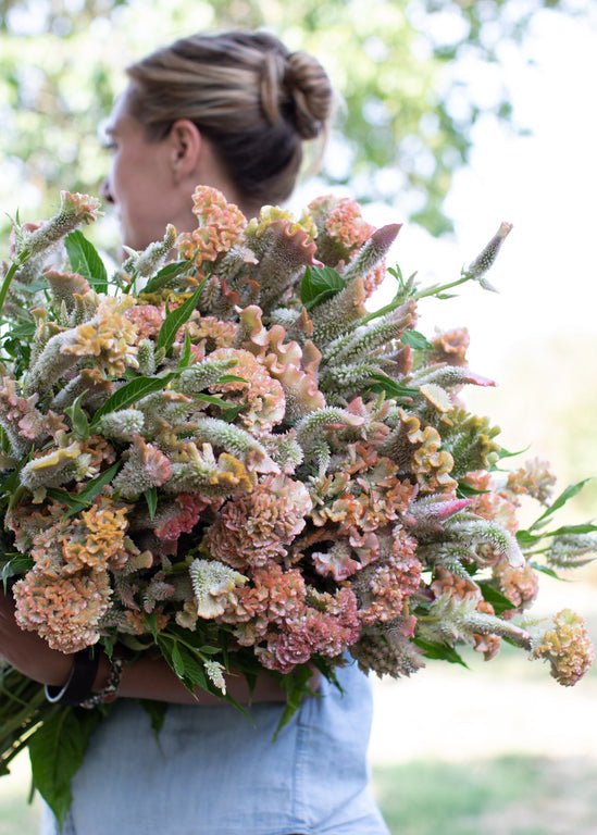 Celosia ‘Pink Champagne’ - Clementine Home Floral Gift