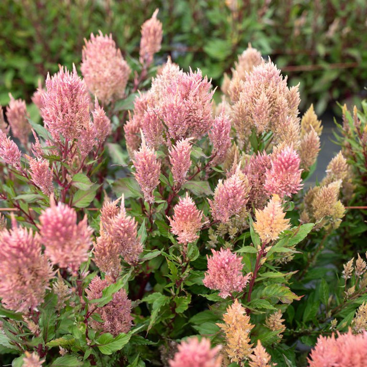 Celosia ‘Rose Gold’ - Clementine Home Floral Gift