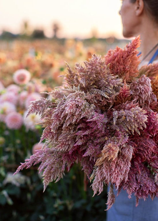 Celosia ‘Rose Gold’ - Clementine Home Floral Gift