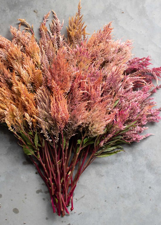 Celosia ‘Rose Gold’ - Clementine Home Floral Gift