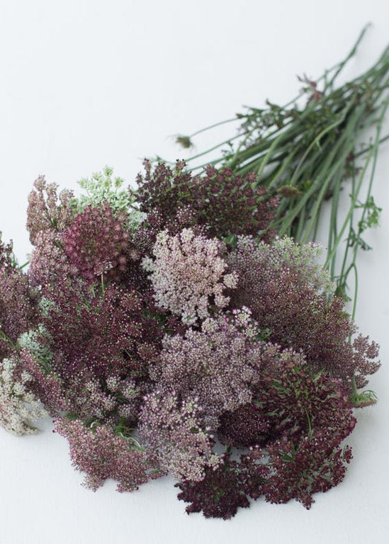 Chocolate Lace Flower ‘Dara’ - Clementine Home Floral Gift