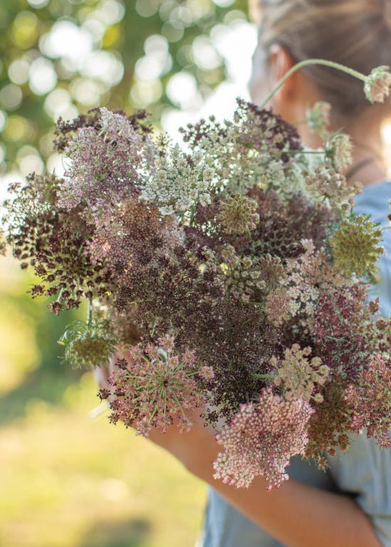 Chocolate Lace Flower ‘Dara’ - Clementine Home Floral Gift