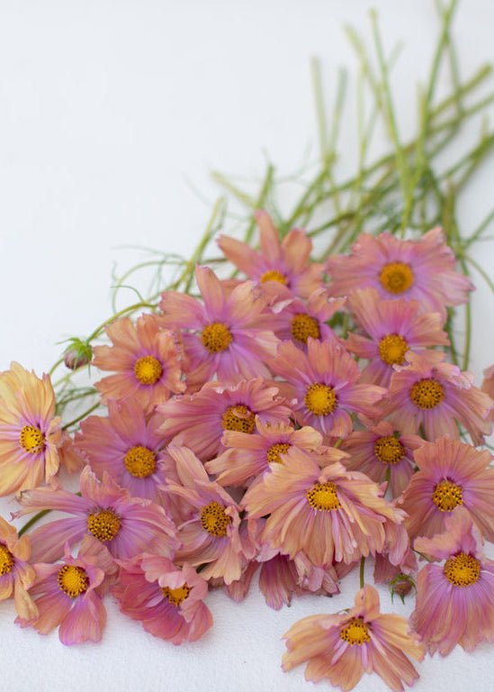 Cosmos ‘Apricotta’ - Clementine Home Floral Gift