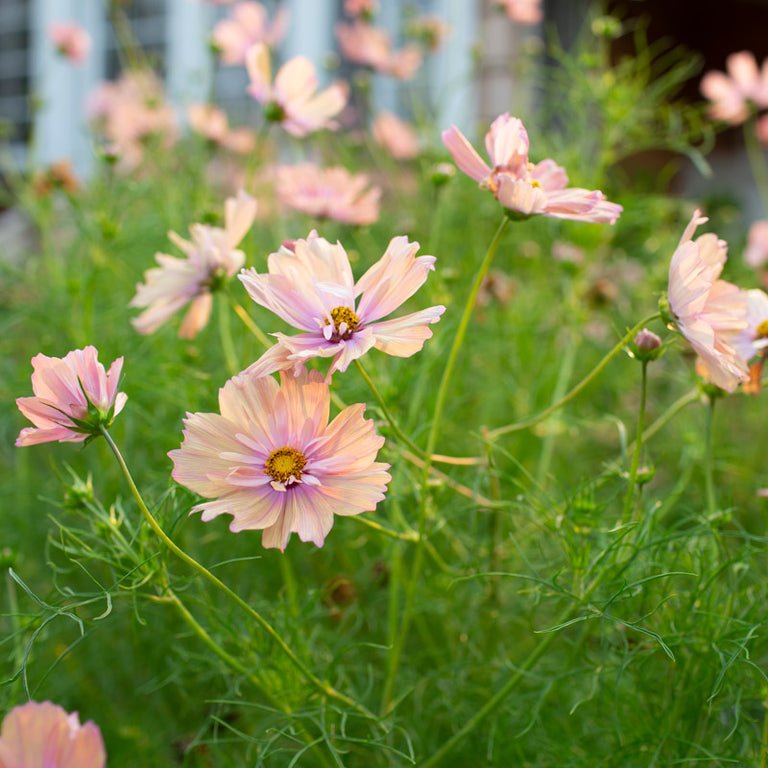 Cosmos ‘Apricotta’ - Clementine Home Floral Gift