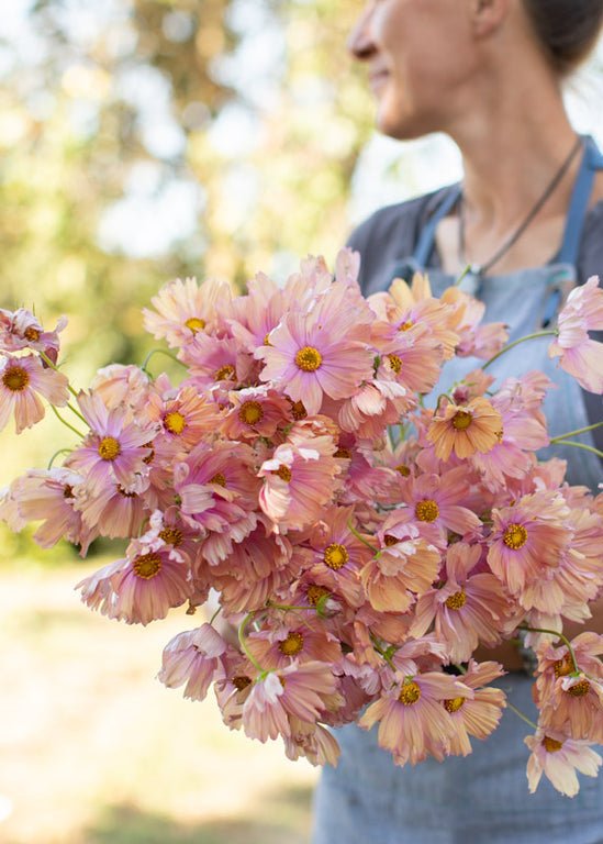 Cosmos ‘Apricotta’ - Clementine Home Floral Gift