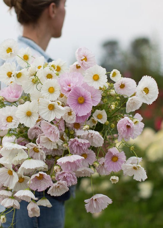 Cosmos ‘Cupcakes Blush’ - Clementine Home Floral Gift