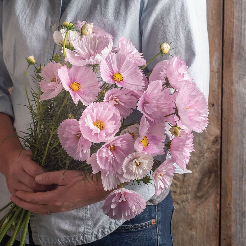 Cosmos - Cupcakes Blush - Clementine Home Floral Gift
