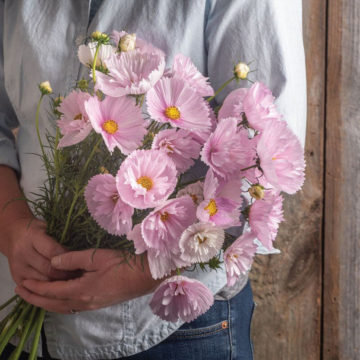 Cosmos - Cupcakes Blush - Clementine Home Floral Gift
