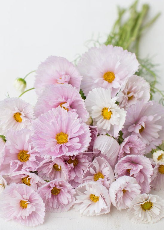 Cosmos ‘Cupcakes Blush’ - Clementine Home Floral Gift