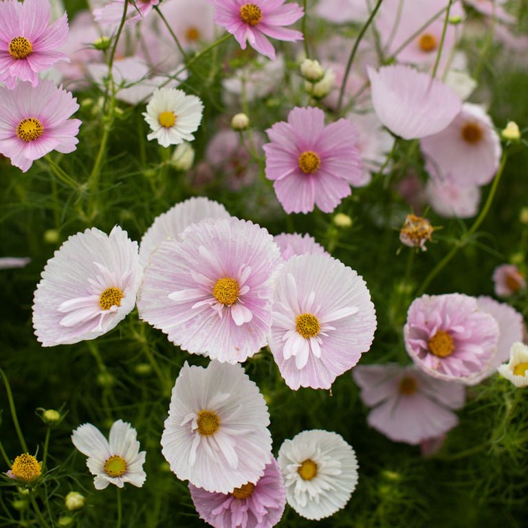 Cosmos ‘Cupcakes Blush’ - Clementine Home Floral Gift