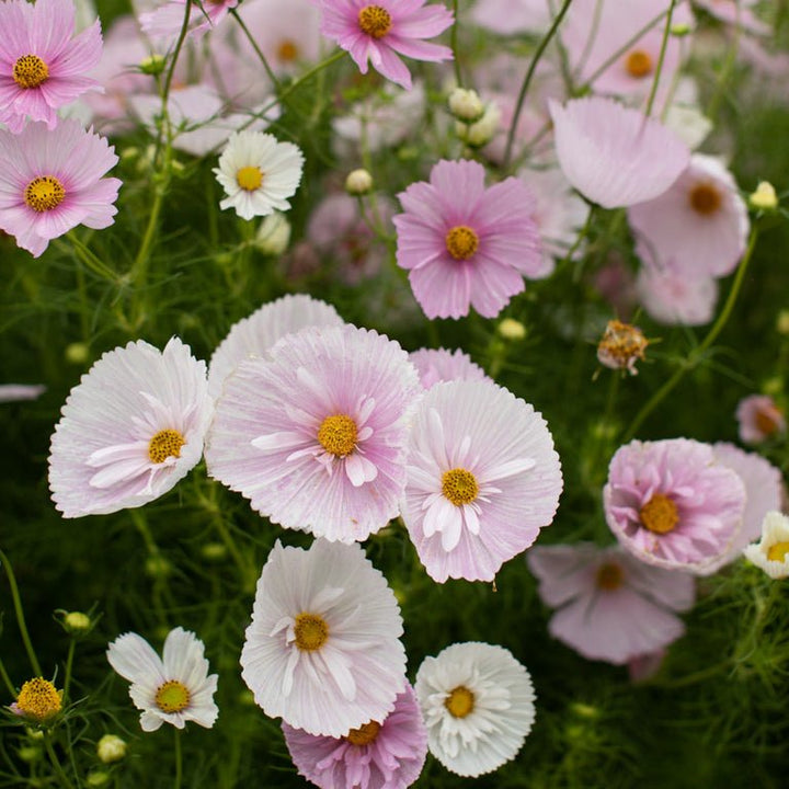 Cosmos ‘Cupcakes Blush’ - Clementine Home Floral Gift