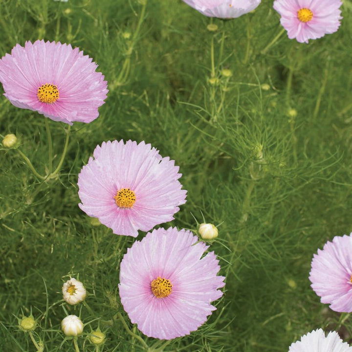 Cosmos - Cupcakes Blush - Clementine Home Floral Gift