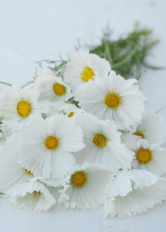 Cosmos ‘Cupcakes White’ - Clementine Home Floral Gift