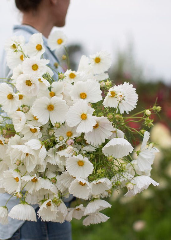 Cosmos ‘Cupcakes White’ - Clementine Home Floral Gift