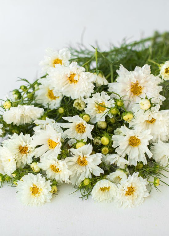 Cosmos ‘Double Click Snow Puff’ - Clementine Home Floral Gift