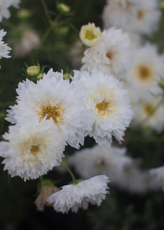 Cosmos ‘Double Click Snow Puff’ - Clementine Home Floral Gift