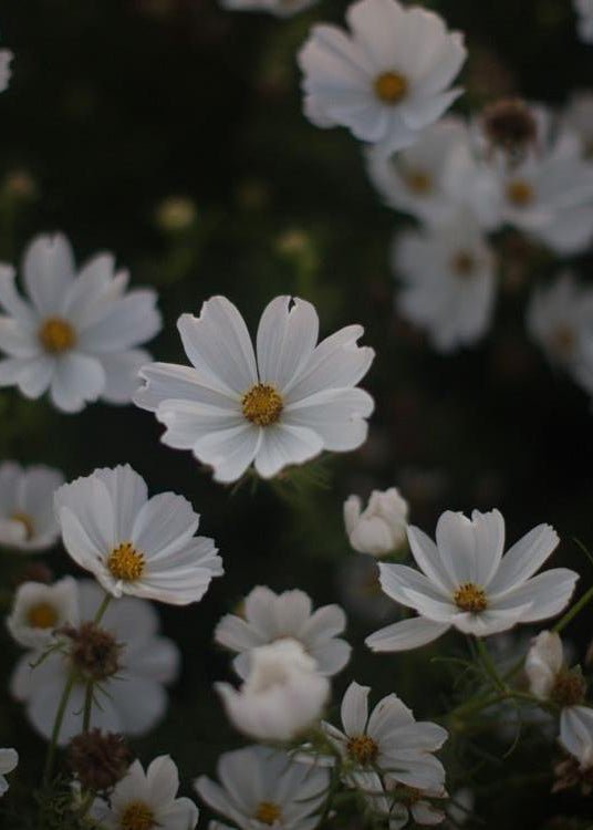 Cosmos ‘Purity’ - Clementine Home Floral Gift