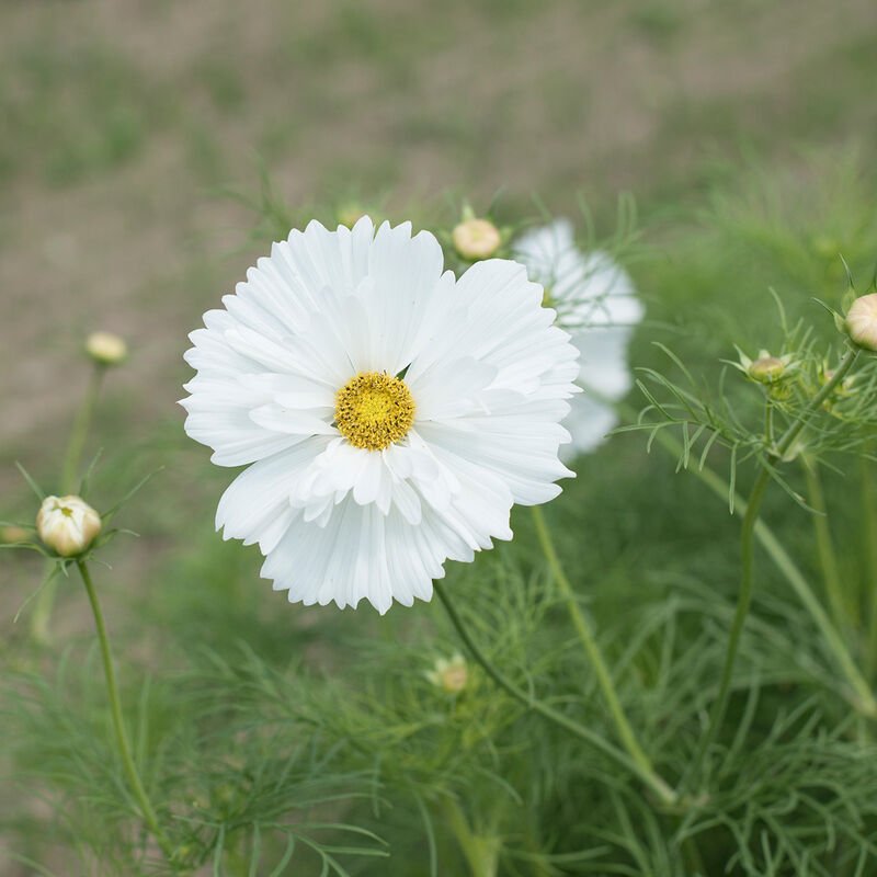 Cosmos - Purity - Clementine Home Floral Gift