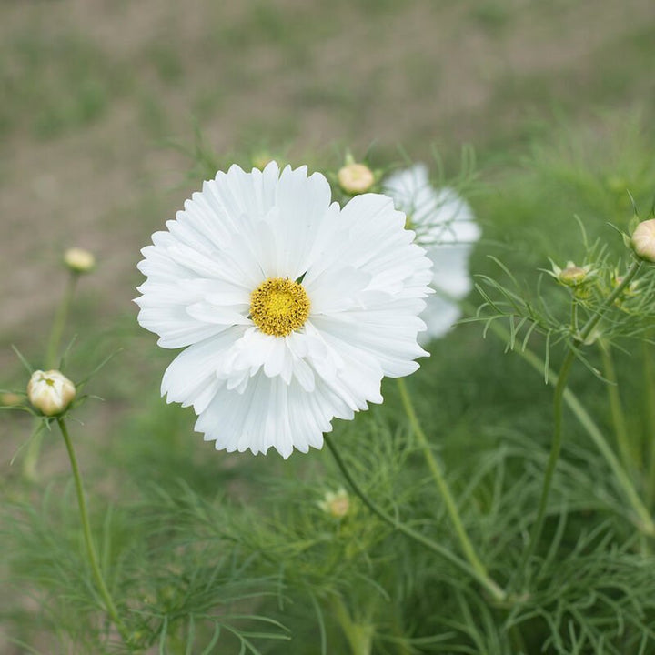 Cosmos - Purity - Clementine Home Floral Gift