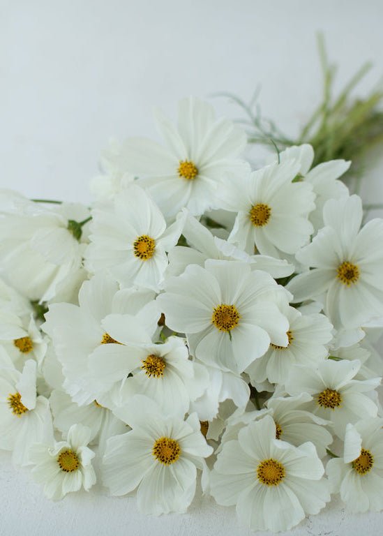 Cosmos ‘Purity’ - Clementine Home Floral Gift
