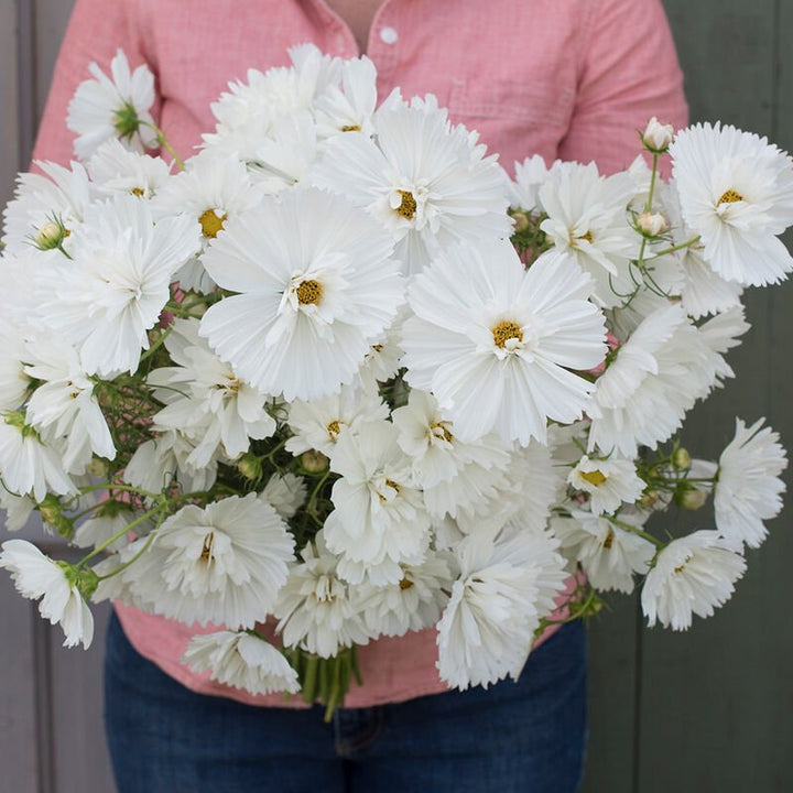 Cosmos - Purity - Clementine Home Floral Gift