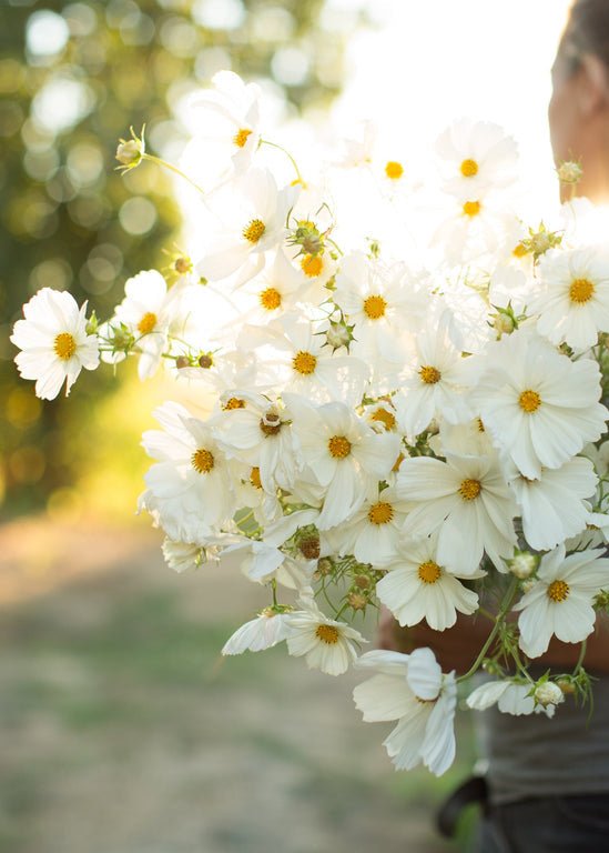 Cosmos ‘Purity’ - Clementine Home Floral Gift