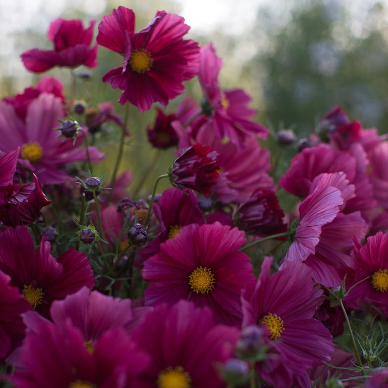Cosmos ‘Rubenza’ - Clementine Home Floral Gift