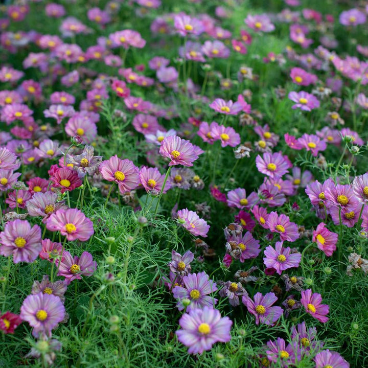 Cosmos ‘Xsenia’ - Clementine Home Floral Gift