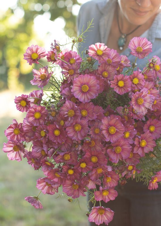 Cosmos ‘Xsenia’ - Clementine Home Floral Gift