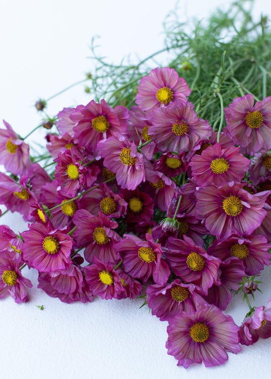 Cosmos ‘Xsenia’ - Clementine Home Floral Gift