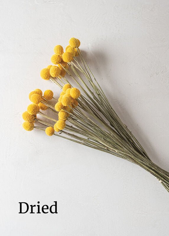 Craspedia 'Drumstick Flower' - Clementine Home Floral Gift
