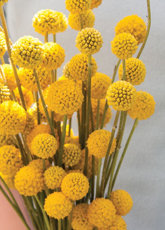 Craspedia 'Drumstick Flower' - Clementine Home Floral Gift