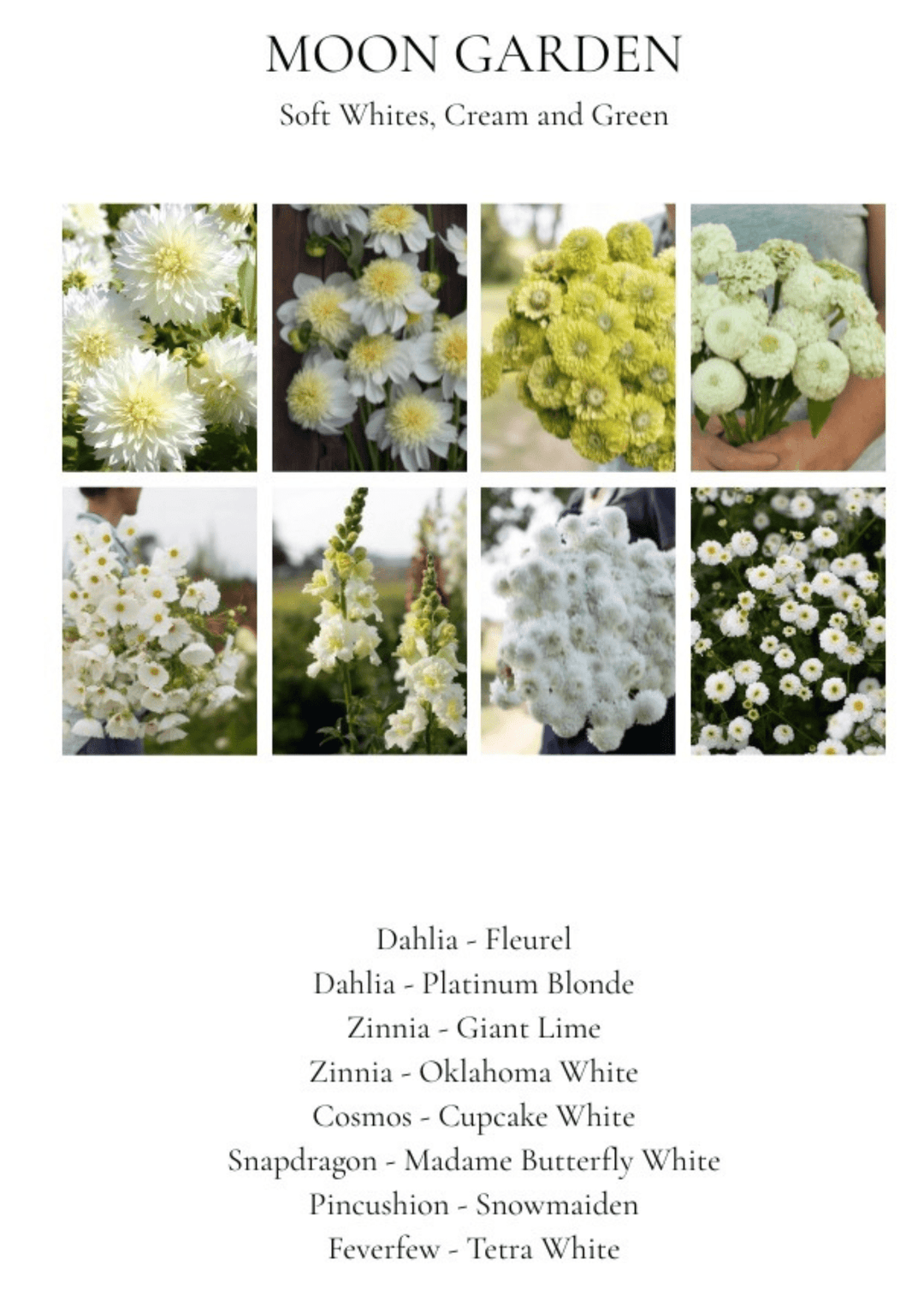 Curated Dahlia & Seed Bundle – Summer Moon Garden By Laurence Rich - Clementine Home Floral Gift