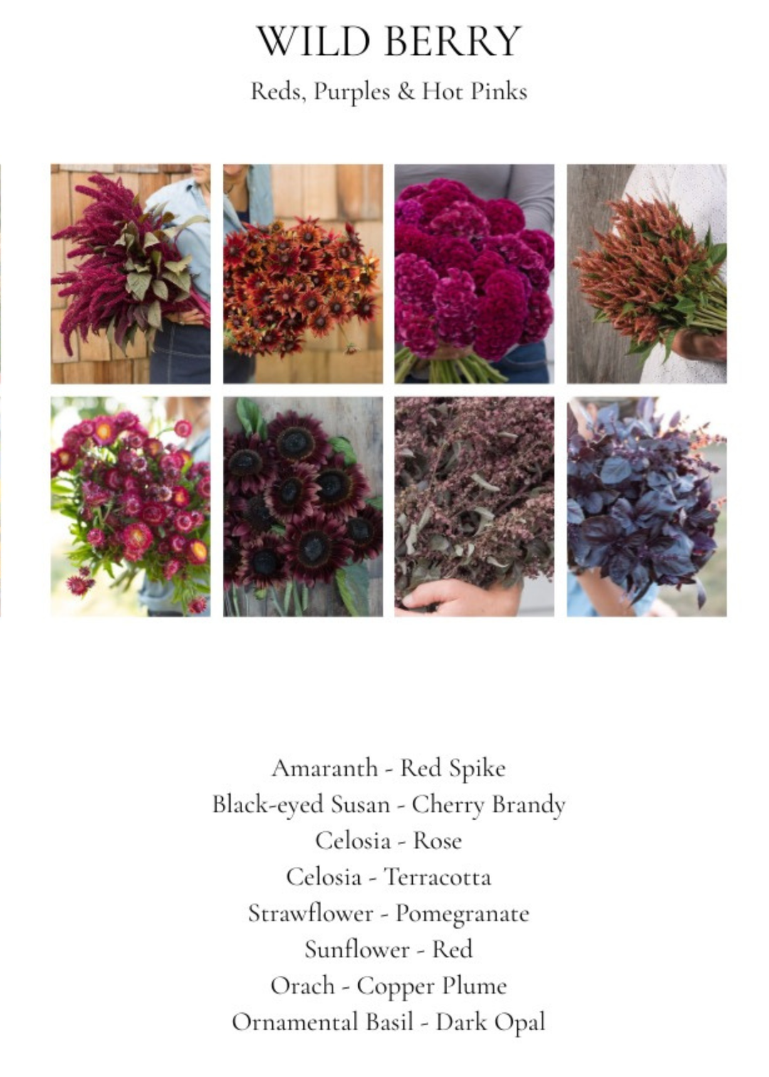 Curated Seed Bundle – Fall Wild Berry by Lawrence Rich - Clementine Home Floral Gift