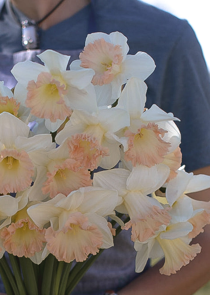 Daffodil/ Narcissus - British Gamble - Clementine Home Floral Gift