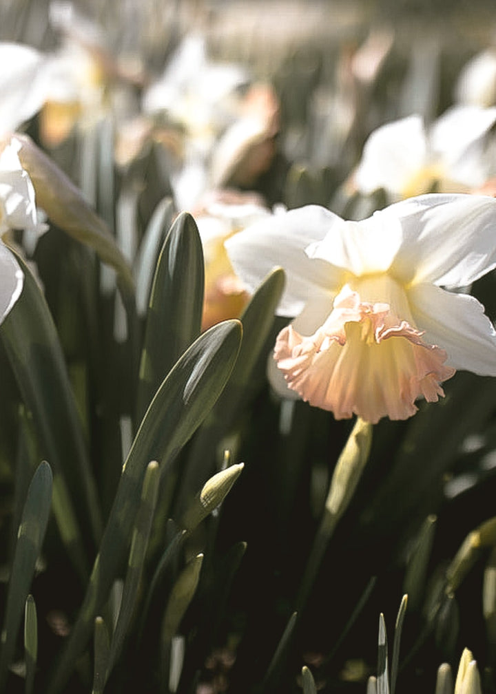 Daffodil/ Narcissus - British Gamble - Clementine Home Floral Gift