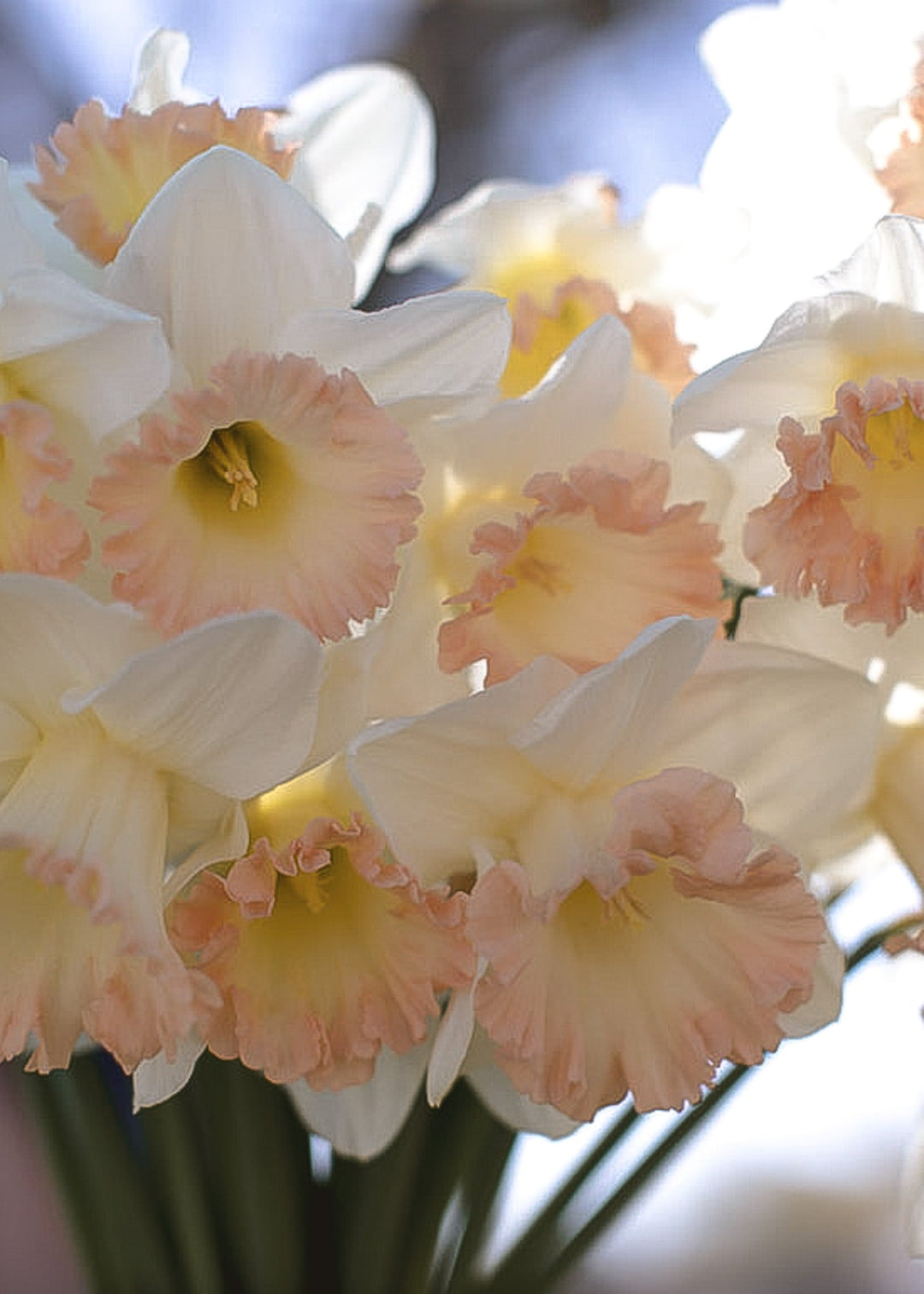 Daffodil/ Narcissus - British Gamble - Clementine Home Floral Gift